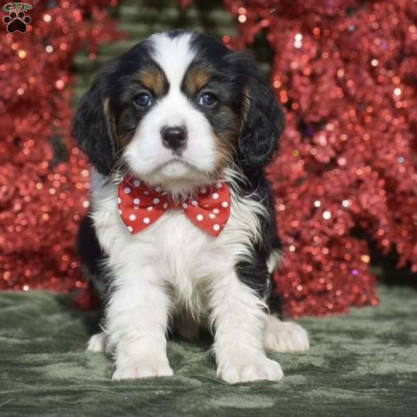 Fabian, Miniature Bernese Mountain Dog Puppy