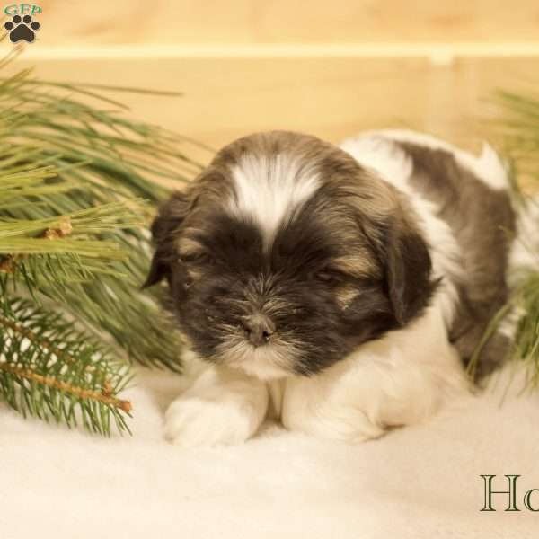 Holly, Shih Tzu Puppy