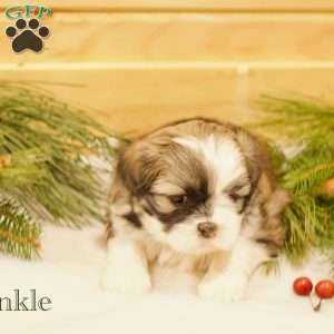 Twinkle, Shih Tzu Puppy
