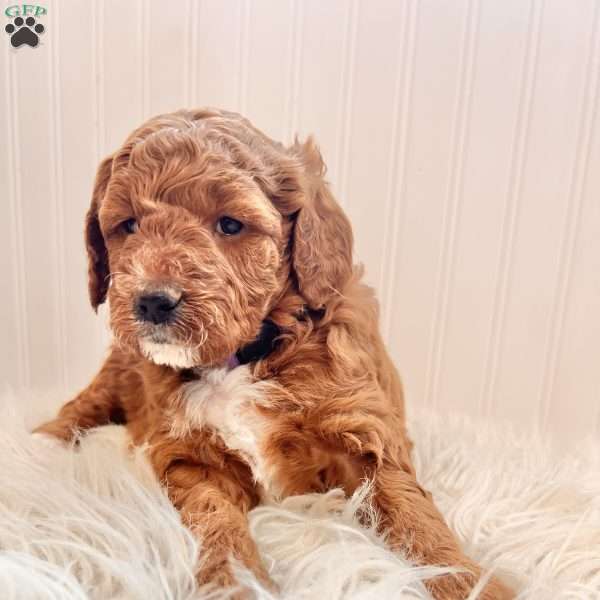 Ciara, Irish Doodle Puppy