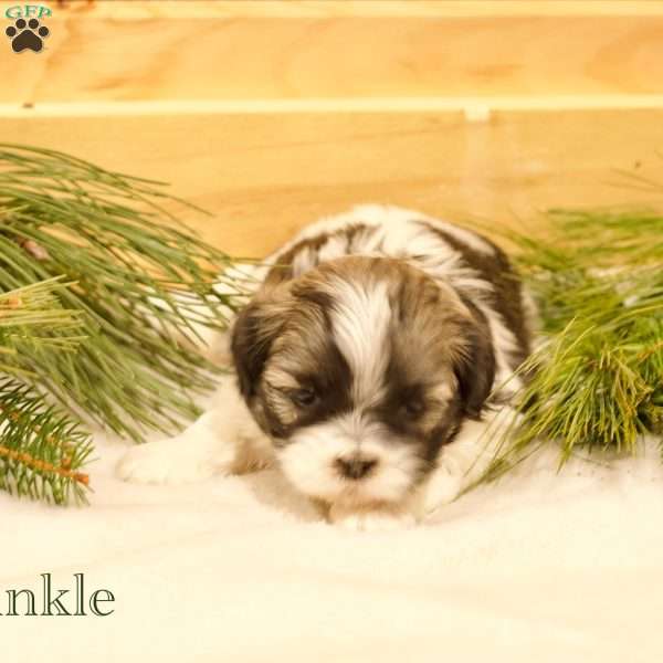 Twinkle, Shih Tzu Puppy