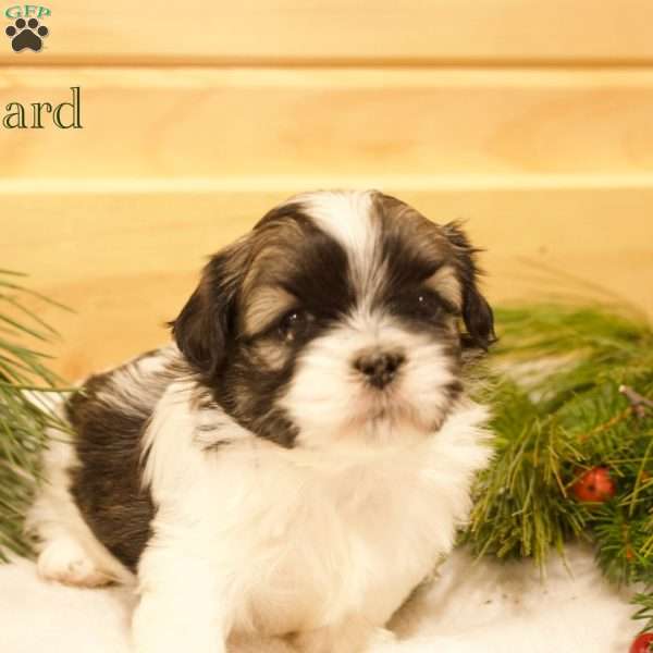 Blizzard, Shih Tzu Puppy
