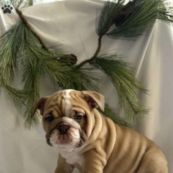 Gracie, English Bulldog Puppy