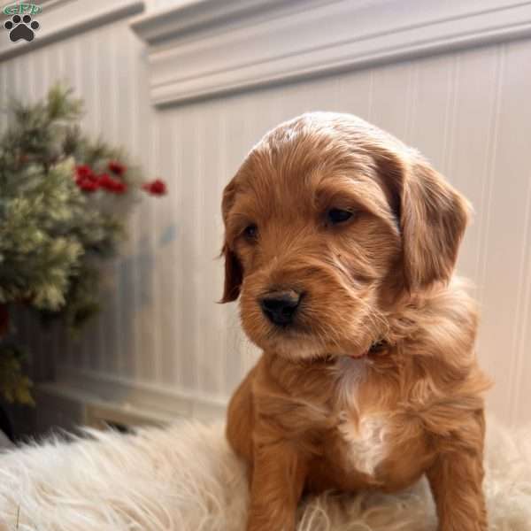 Owen, Irish Doodle Puppy