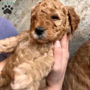 Sean, Irish Doodle Puppy