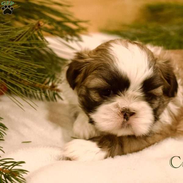 Cocoa, Shih Tzu Puppy