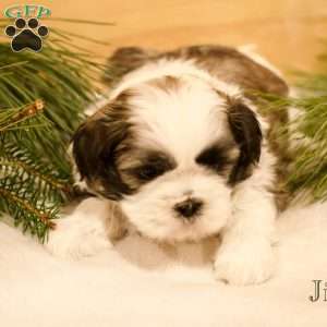 Jingle, Shih Tzu Puppy