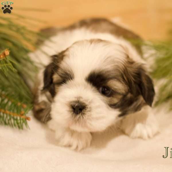 Jingle, Shih Tzu Puppy