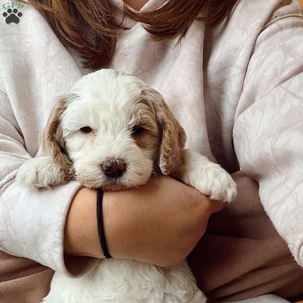 Honey, Mini Goldendoodle Puppy