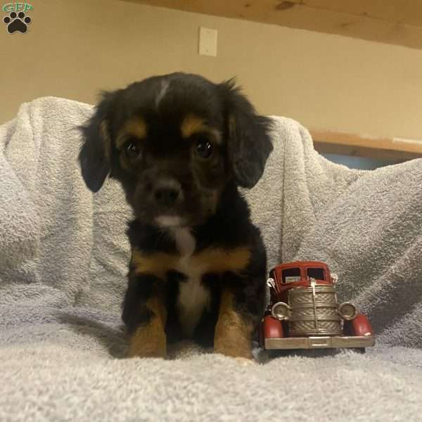 Recklee, Cavalier King Charles Mix Puppy