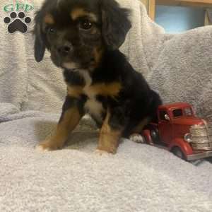 Recklee, Cavalier King Charles Mix Puppy
