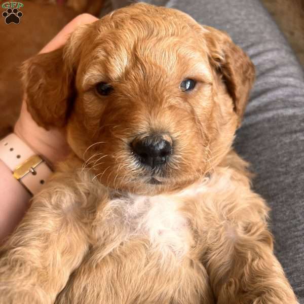 Sean, Irish Doodle Puppy