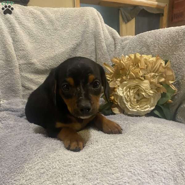 Explorer, Cavalier King Charles Mix Puppy