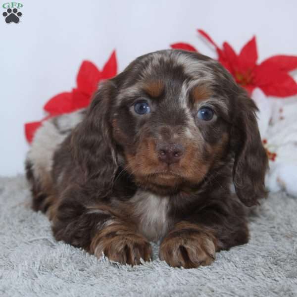 Jordan, Dachshund Puppy
