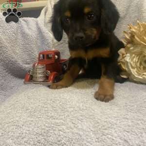 Ranger, Cavalier King Charles Mix Puppy