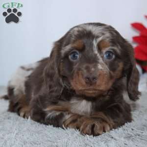 Jordan, Dachshund Puppy