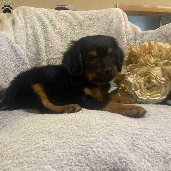 Ranger, Cavalier King Charles Mix Puppy