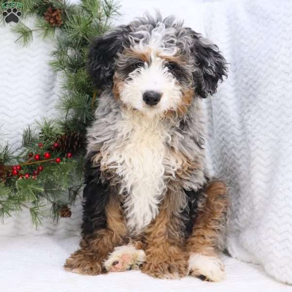 Rocky, Mini Bernedoodle Puppy