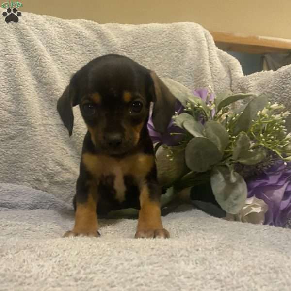 Chocolate, Cavalier King Charles Mix Puppy
