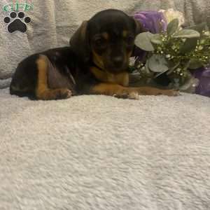 Chocolate, Cavalier King Charles Mix Puppy