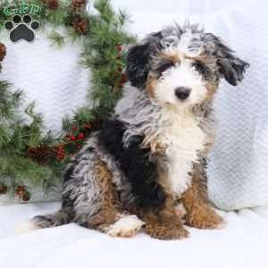 Rocky, Mini Bernedoodle Puppy