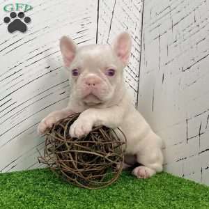 Ace, French Bulldog Puppy