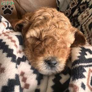 Rory, Irish Doodle Puppy