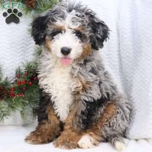 Rocky, Mini Bernedoodle Puppy