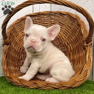 Ace, French Bulldog Puppy