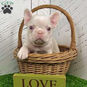 Ace, French Bulldog Puppy