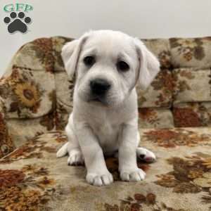 Clementine, Yellow Labrador Retriever Puppy