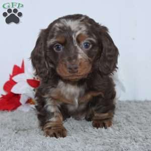 Jordan, Dachshund Puppy