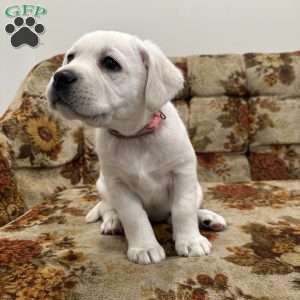 Clementine, Yellow Labrador Retriever Puppy