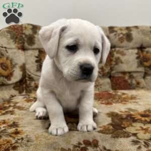 Clementine, Yellow Labrador Retriever Puppy