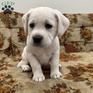 Clementine, Yellow Labrador Retriever Puppy