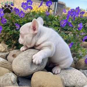Ace, French Bulldog Puppy