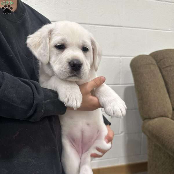 Clementine, Yellow Labrador Retriever Puppy