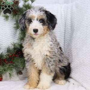 Chase, Mini Bernedoodle Puppy