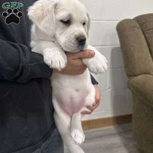 Clementine, Yellow Labrador Retriever Puppy