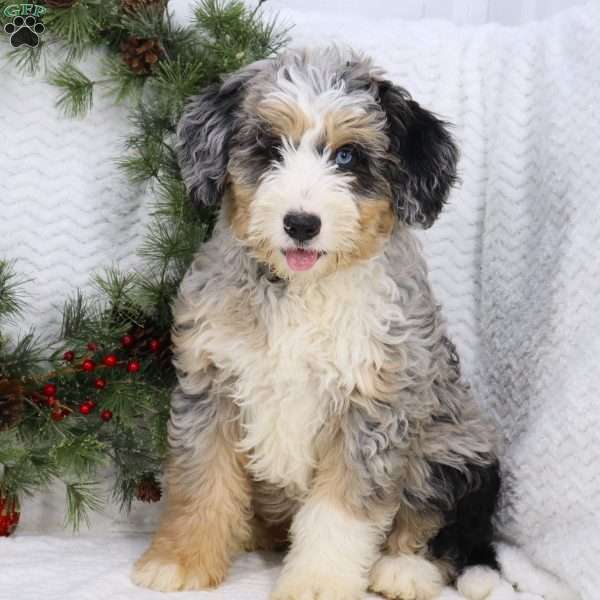 Chase, Mini Bernedoodle Puppy