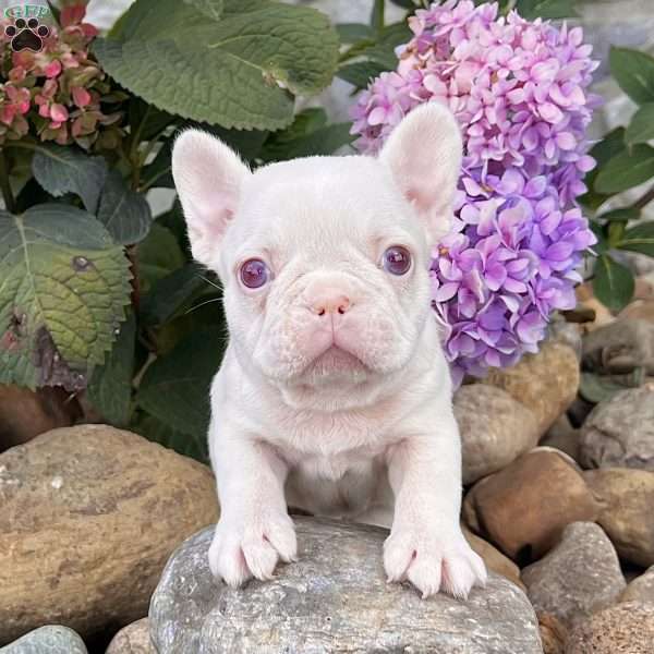Ace, French Bulldog Puppy