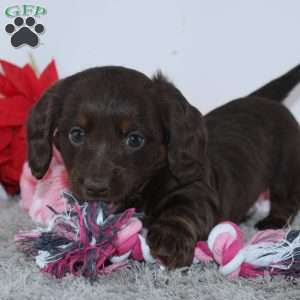 Joy, Dachshund Puppy