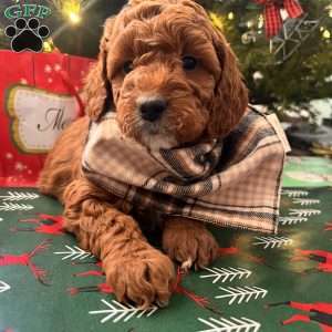 Ciara, Irish Doodle Puppy