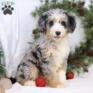 Chase, Mini Bernedoodle Puppy