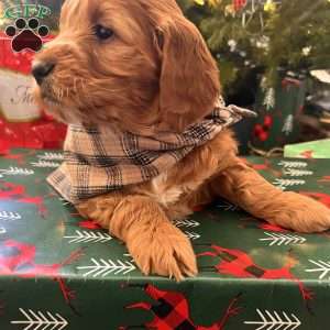 Owen, Irish Doodle Puppy