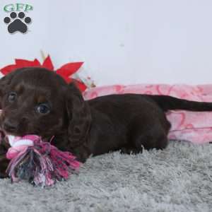 Joy, Dachshund Puppy