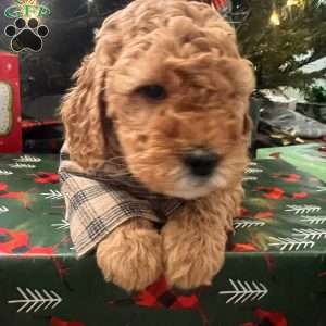 Rory, Irish Doodle Puppy