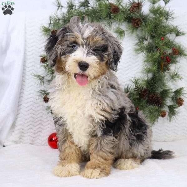 Ace, Mini Bernedoodle Puppy