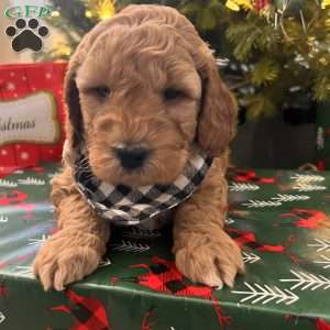 Sean, Irish Doodle Puppy