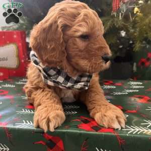 Sean, Irish Doodle Puppy